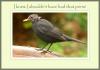Blackbird (perm)