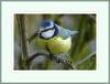 Bluetit