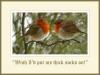 Robins