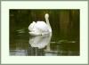 Swan