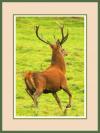 Stag