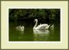 Swans and Cygnets - Swimming