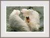 Male Swan