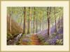East Lyn Bluebells