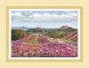 Heather on the Long Mynd