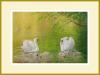 Swans and Cygnets