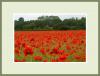 Poppies