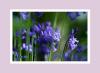 Bluebells