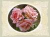 Three Roses